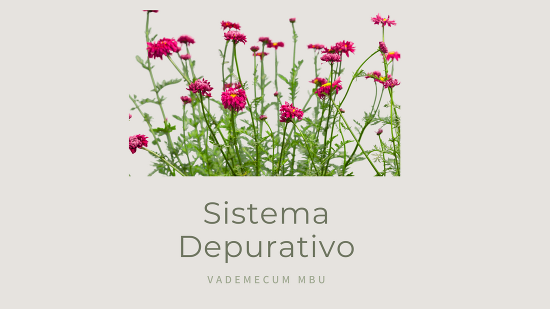 Sistema Depurativo