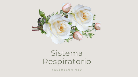 Sistema Respiratorio